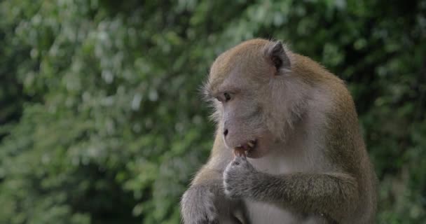 Monkey eating chocolate candy — Stock Video