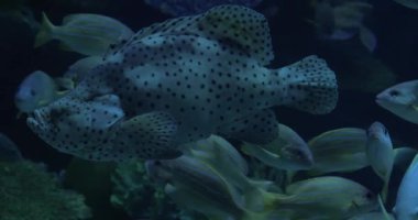 Oceanarium içinde sergilenen çeşitli sualtı dünya
