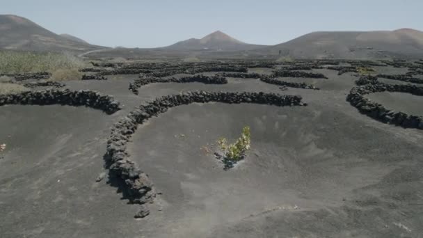 Lanzarote landskap med La Geria druvor — Stockvideo