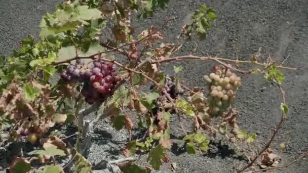 A grape bush with ripening grape bunches — Stock Video