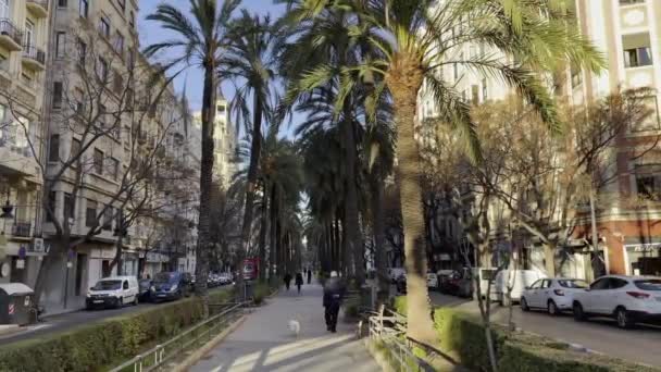 스페인, 나무가 줄지어 있는 보도가 있는 발렌시아의 도시 경관 — 비디오