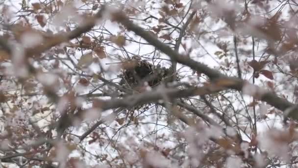 Fugl i rede på træ – Stock-video