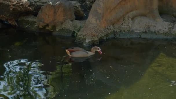 Ägyptische Gans auf Nahrungssuche im Teich — Stockvideo