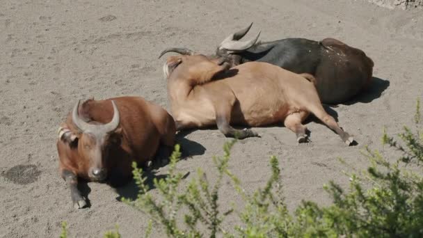 Красные буйволы отдыхают на земле — стоковое видео