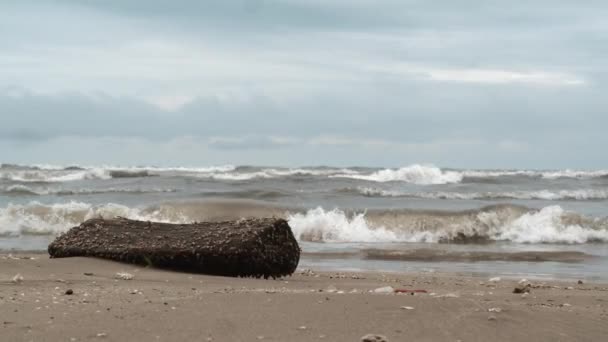 Hullámos tenger és vízinövény borítja a partot. — Stock videók