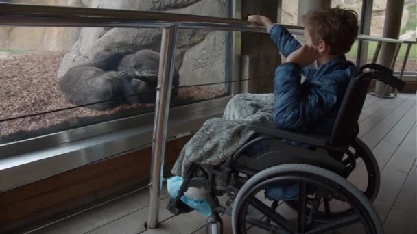 De jongen in de rolstoel is nieuwsgierig naar de chimpansees in de dierentuin — Stockvideo