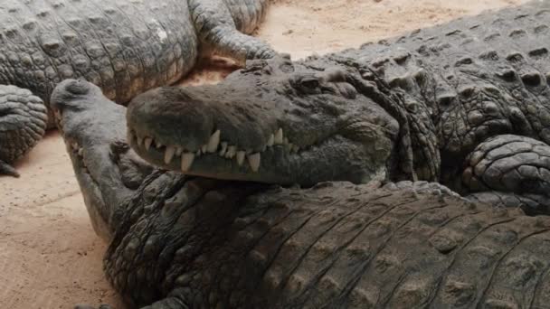 Three massive Nile crocodiles resting motionless — Stock Video