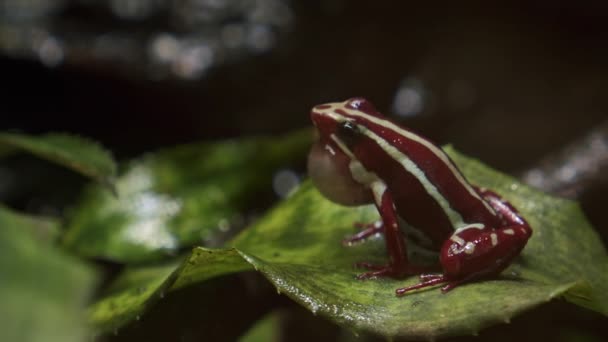 Anthonys poison arrow frog with vocal sac — Stock Video