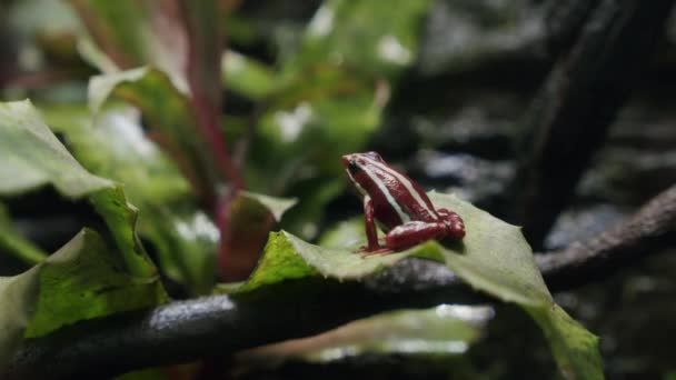 Anthonys poison arrow frog in the tree — Stock Video