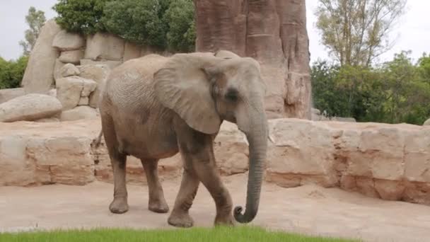 Słoń afrykański spacerujący w zoo — Wideo stockowe