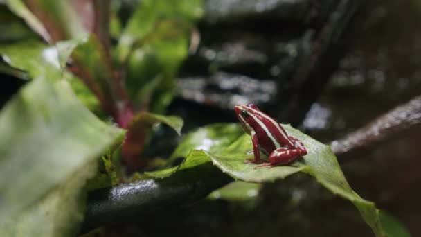 Anthonys poison arrow frog in the forest — Stock Video