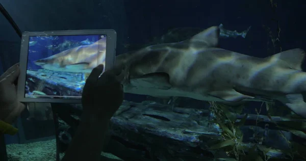 Фотография акулы за планшетом в большом аквариуме Siam Ocean World, Бангкок, Таиланд — стоковое фото