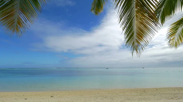 Oceaanskyline, strand en palmtakken — Stockfoto