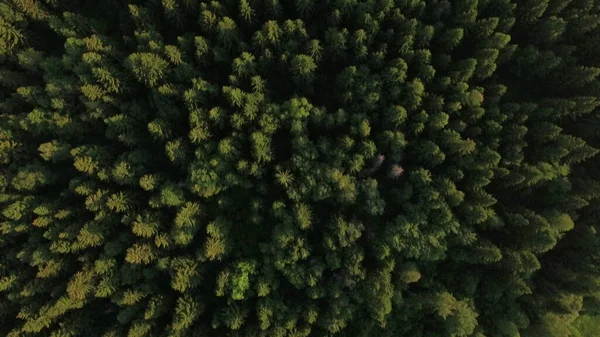 Flying over green forest and village near the road, Russia