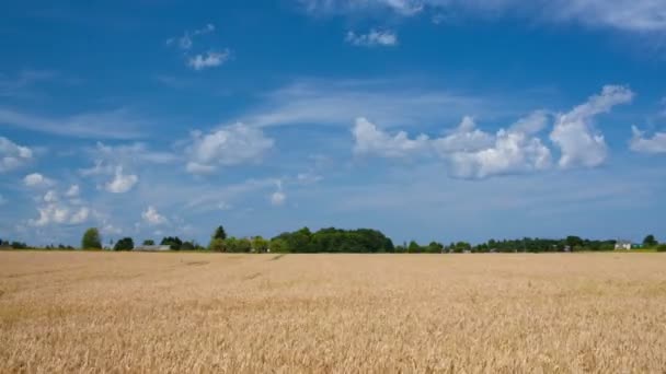 Tarweveld en -lucht — Stockvideo