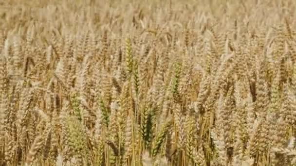 Rüzgarda sallanan buğday — Stok video