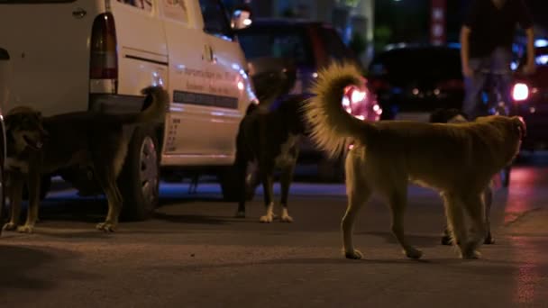 Hunde nachts auf der Straße — Stockvideo