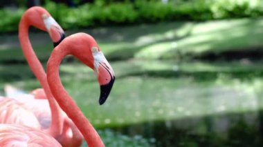 Hala ayakta zarif Amerikan flamingolar