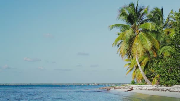 Cena exótica com palmas e mar. Férias em trópicos — Vídeo de Stock