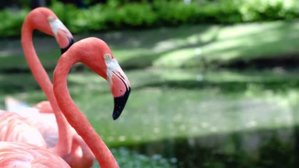Gracieux flamants roses américains debout immobile 