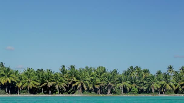 Escena tropical con enormes palmeras y mar azul — Vídeos de Stock