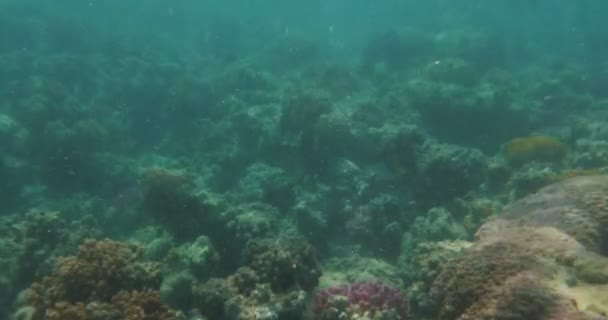 Подводная сцена с коралловым рифом и рыбой — стоковое видео