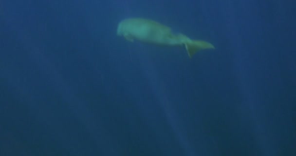 Dugong κολύμβηση υποβρύχια — Αρχείο Βίντεο
