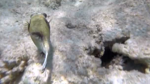 Следуя за рыбами, плавающими в коралловом рифе — стоковое видео