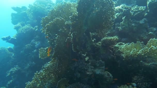 Arrecife de coral cubierto de sol — Vídeo de stock