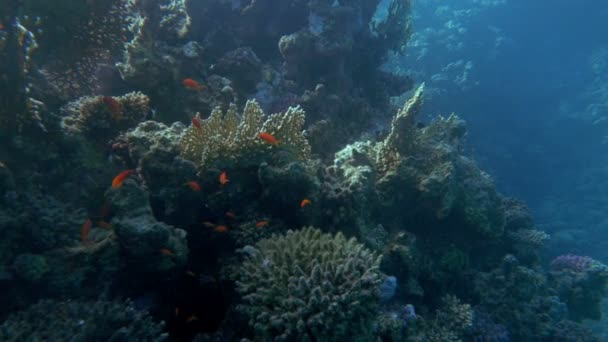 Подводная сцена огромного кораллового рифа и рыбы — стоковое видео
