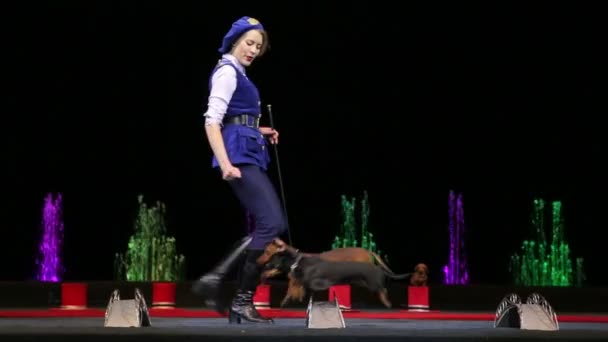 Cirkus hunde hoppe over barrierer – Stock-video