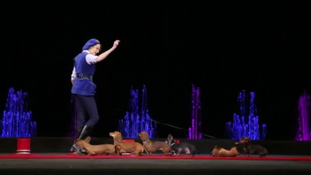 Circus performing with group of trained dogs — Stock Video
