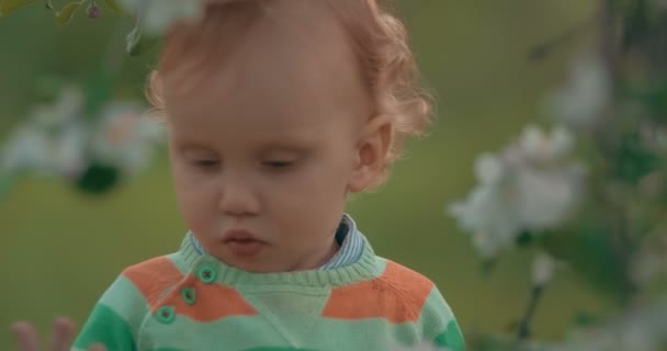 Niño pequeño en el parque con árboles florecientes — Vídeos de Stock