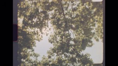 Yoğun yaz ağacı yapraklarının arasından günışığına yakınlaştırıldığında klasik bir analog film görüntüsü elde edilir.