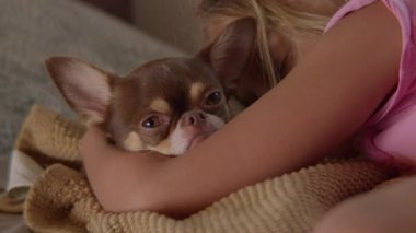 Pembe gömlekli genç sarışın kız örgü örülmüş bir battaniyeyle yatakta yatarken küçük kahverengi bir chihuahua 'ya sarılıyor.