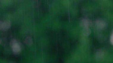 Yoğun yaz yağmuru, yemyeşil bir orman zemininin önünde görünen dikey yağmurlar seriliyor.