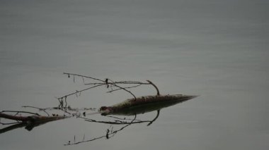 Dal dalları ile küçük ağaç dalı durgun su üzerinde sürükleniyor berrak yansıma ve yumuşak ışık ile