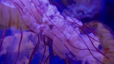 Pasifik deniz ısırganları, akvaryumda yüzen dokunaçları ve çanı desenli denizanaları.