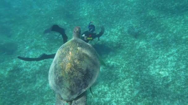 Potápěč, který střílí velkou mořskou želvu — Stock video