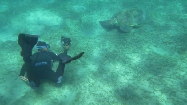 Дайвер и большая морская черепаха — стоковое видео
