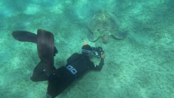 Schildkröten aus nächster Nähe betrachten — Stockvideo