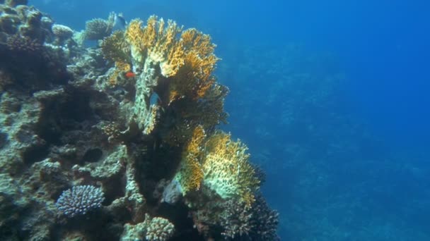 Mundo submarino e habitantes de recifes de coral — Vídeo de Stock