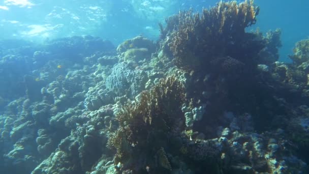 Arrecife de coral cerca de la superficie del agua — Vídeos de Stock