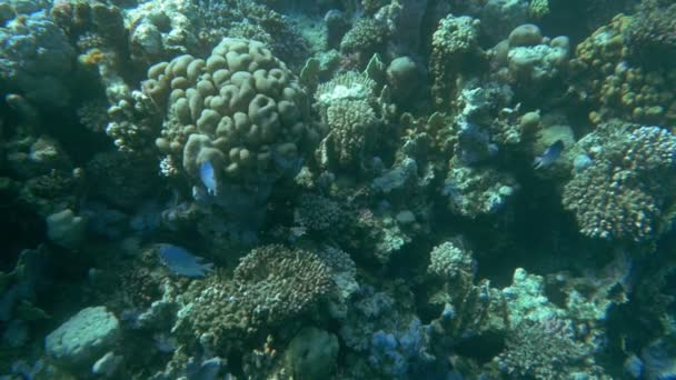 Coral Reef and Its Habitants — Stock Video