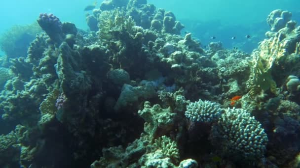 Подводная жизнь с коралловым рифом и рыбой — стоковое видео