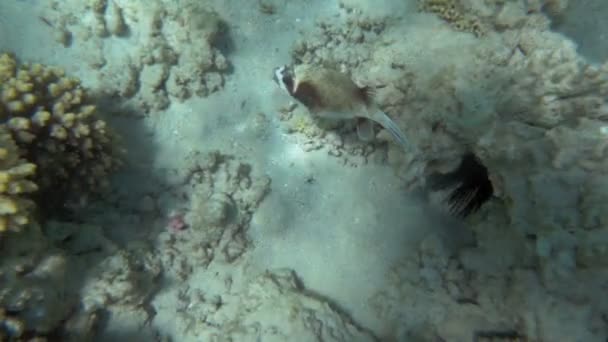 Изучение морского дна — стоковое видео