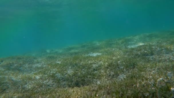 Морское дно с травой — стоковое видео