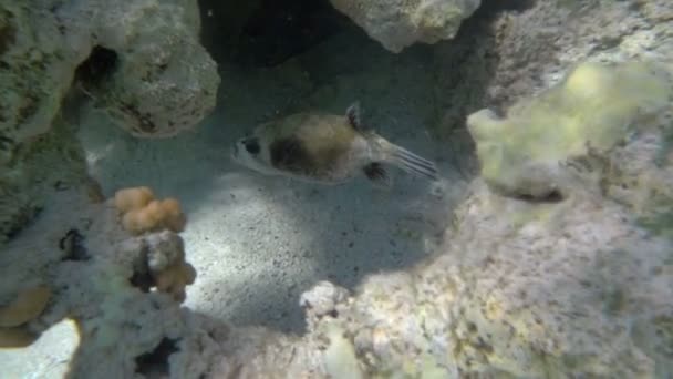 Peixes tropicais Natação no recife de coral — Vídeo de Stock