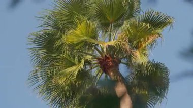 Düşük açılı video klip, yemyeşil bir hayran palmiyesine bakıyor. Parlak, güneşli bir günde, açık mavi gökyüzüne karşı, rüzgarda sallanan yeşil yapraklar. Seyahat ya da yaz temaları için mükemmel.