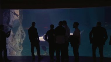 Valencia, İspanya - 12 Ekim 2025: siluetli bir grup beyaz balinanın büyük bir akvaryum tankında yüzüşünü izliyor. Ziyaretçiler akıllı telefonlarıyla muhteşem deniz yaşamını gözlemleyerek fotoğraf çekiyorlar. Karanlık, sinematik, hayranlık uyandırıcı görüntüler..
